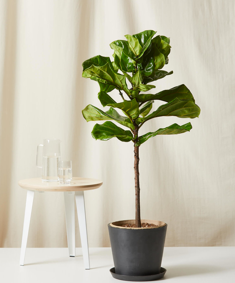 Fiddle Leaf Fig