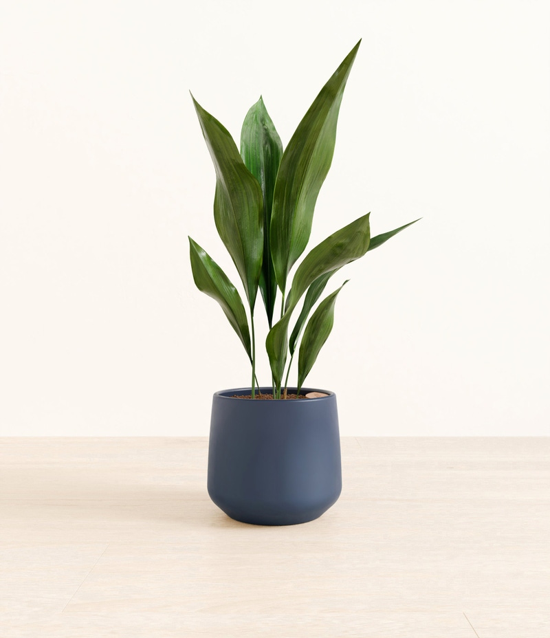 Medium Cast Iron Plant in Self Watering Ceramic Potter