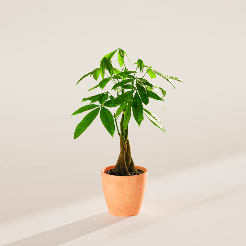 Small Money Tree Plant with Eco Pot