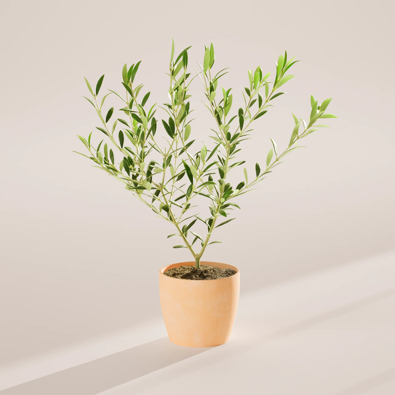 Medium Indoor Olive Tree with Eco Pot