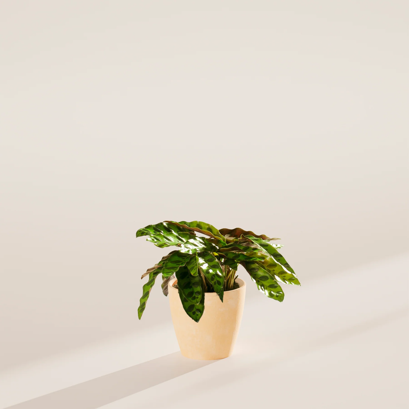Small Rattlesnake Plant with Eco Pot