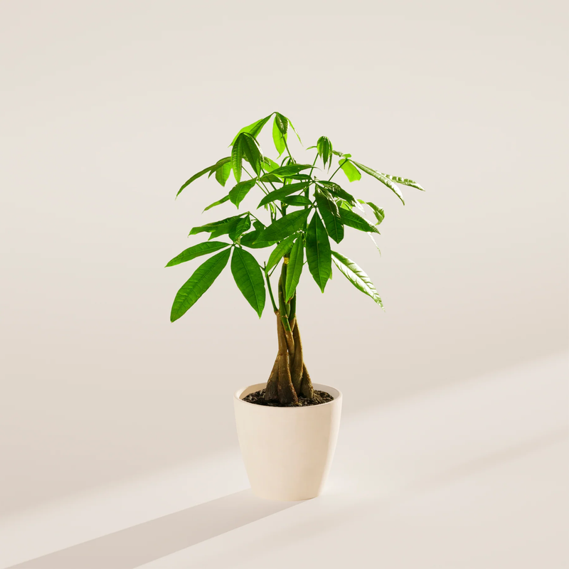 Small Money Tree Plant with Eco Pot