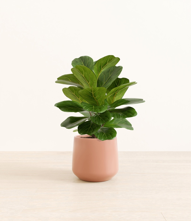 Medium Fiddle Leaf Fig in Self Watering Ceramic Potter