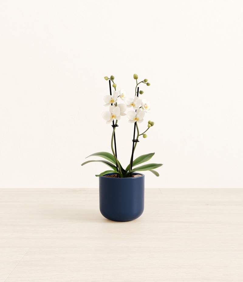 Small Zurich White Orchid in Self Watering Ceramic Potter
