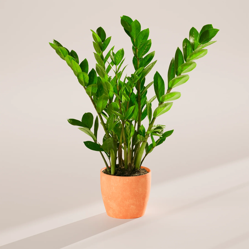 Medium ZZ Plant with Eco Pot