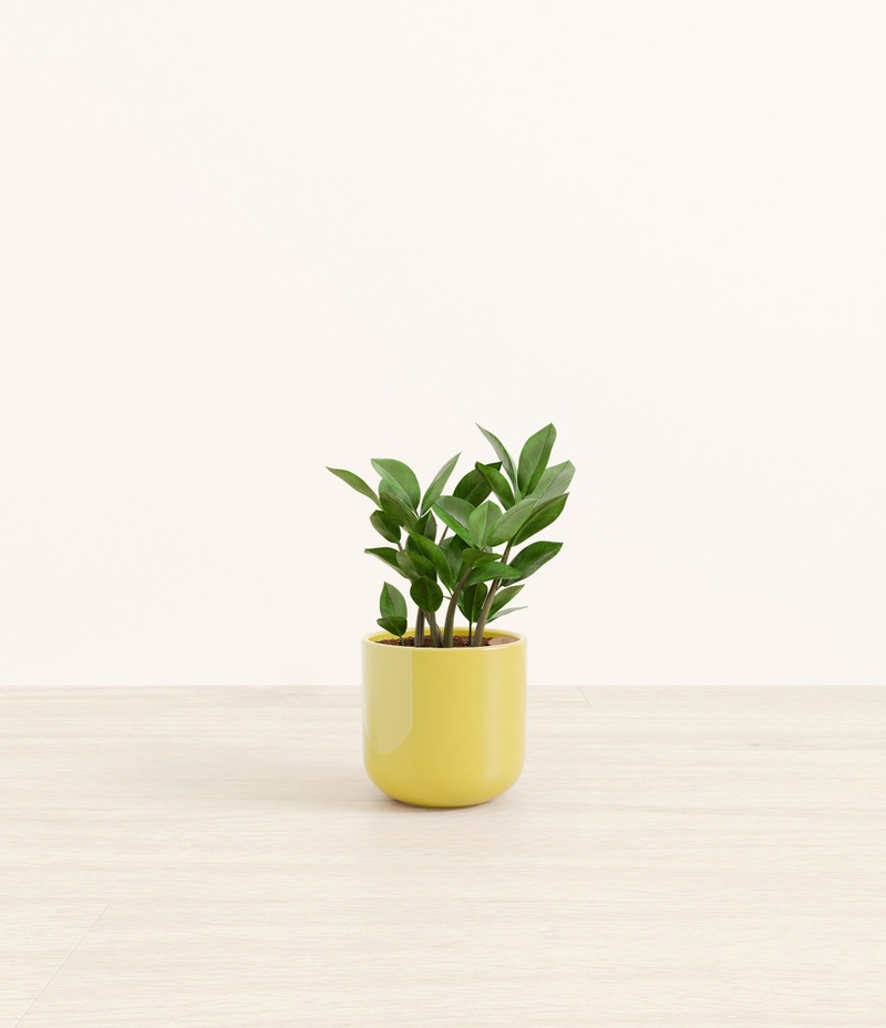 Small ZZ Plant in Self Watering Ceramic Potter