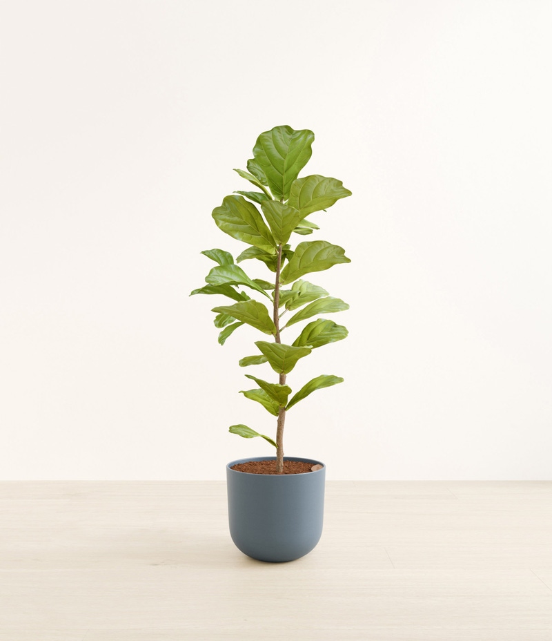 Huge Fiddle Leaf Fig in Self Watering Ceramic Potter