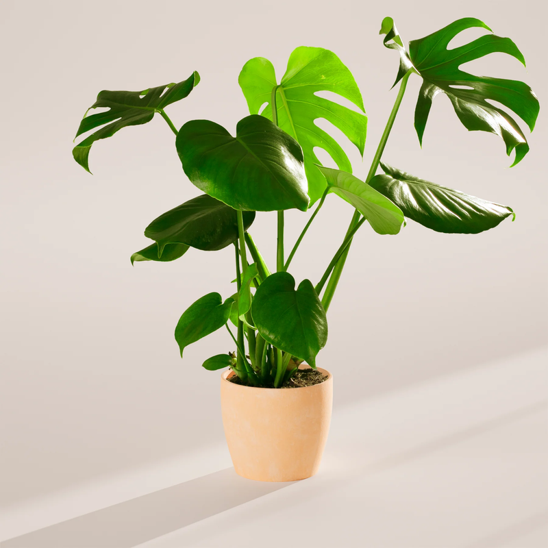 Medium Monstera Deliciosa with Eco Pot