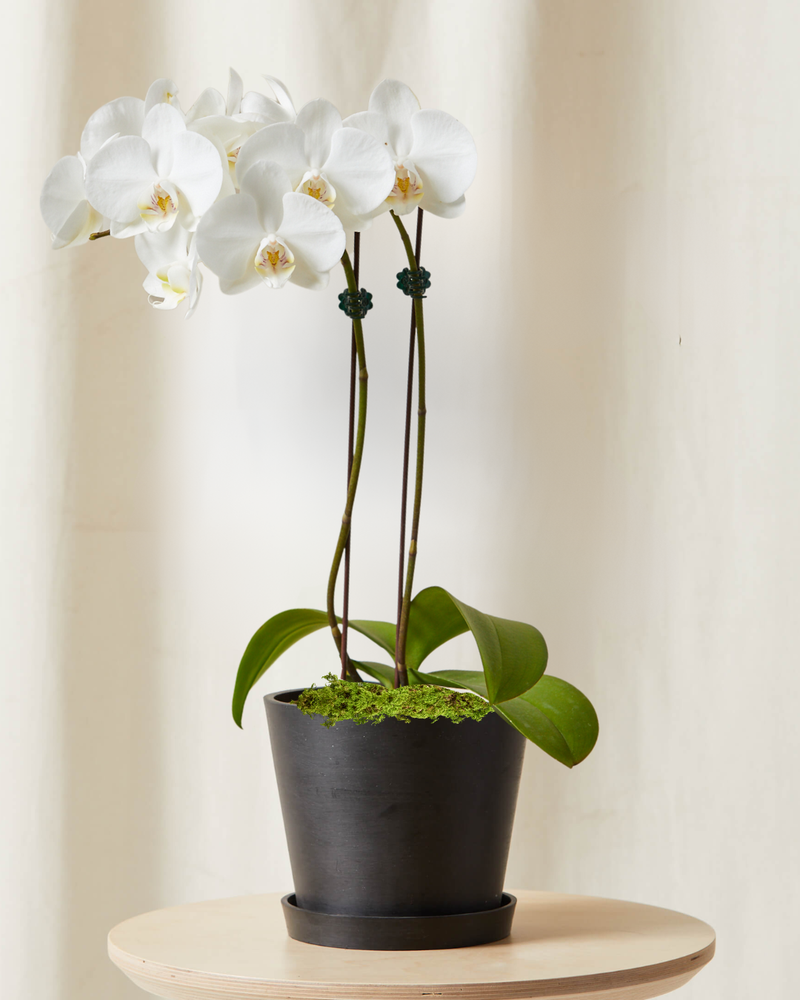2 ft White Orchid