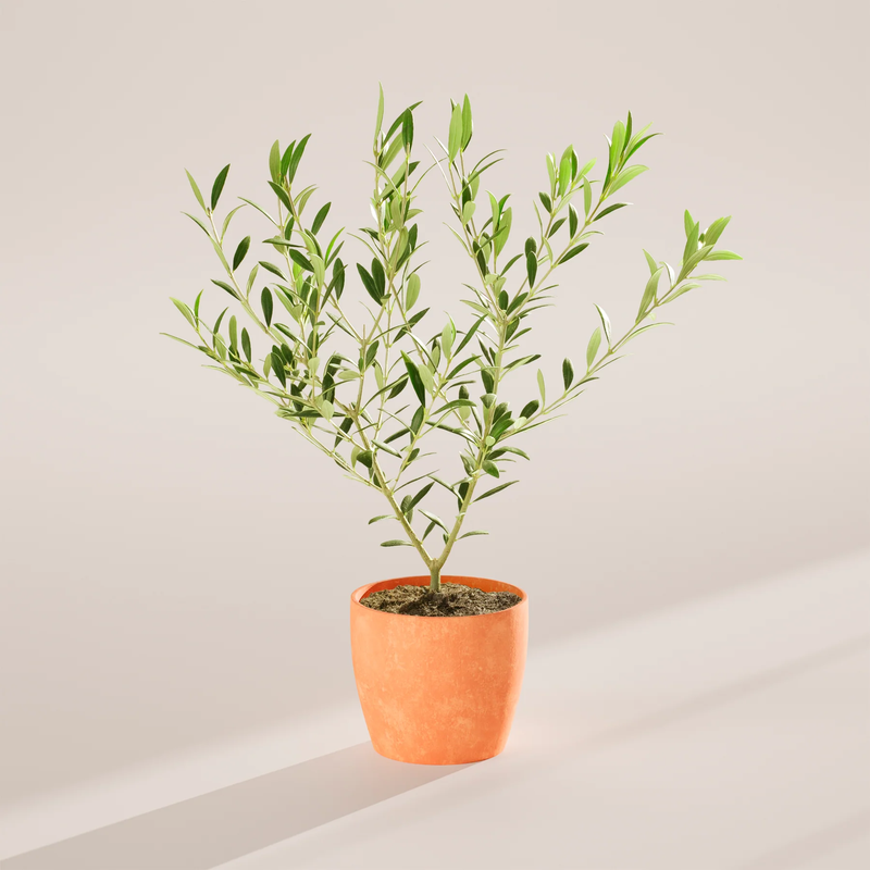 Medium Indoor Olive Tree with Eco Pot