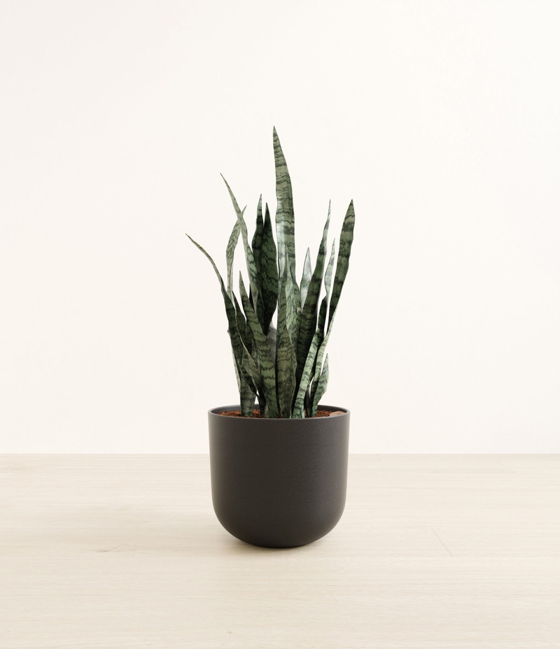 Large Snake Plant in Self Watering Ceramic Potter