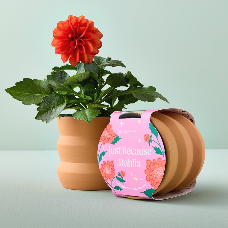 Tiny Terracotta Grow Kit