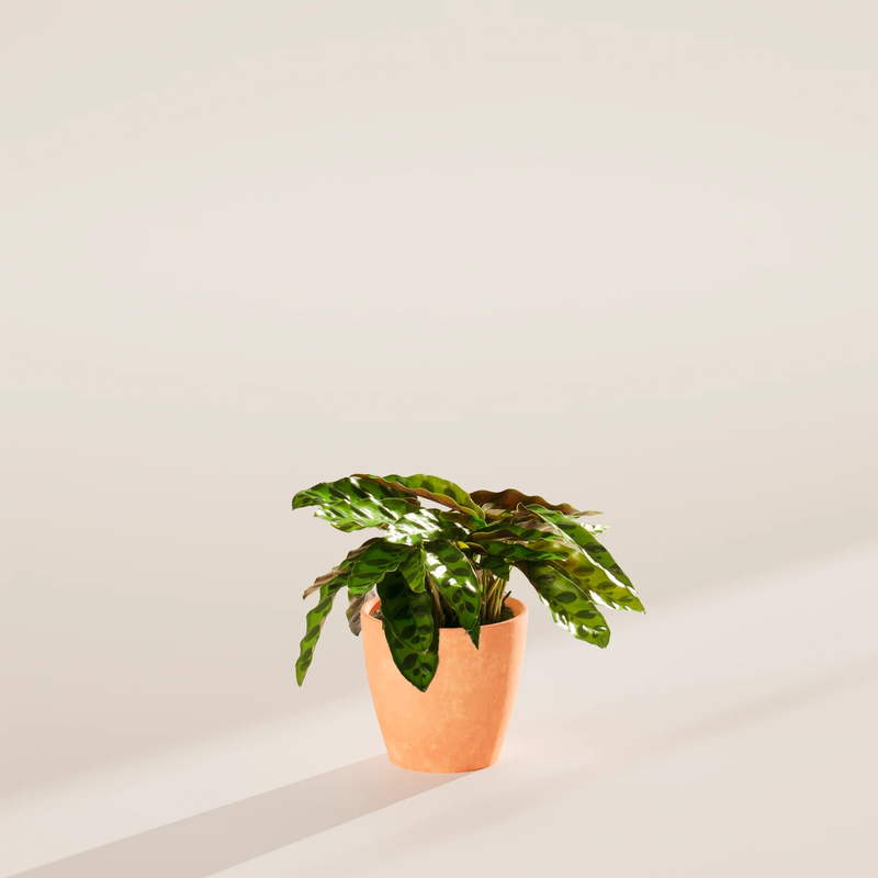 Small Rattlesnake Plant with Eco Pot