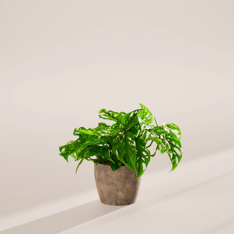 Medium Swiss Cheese Plant with Eco Pot