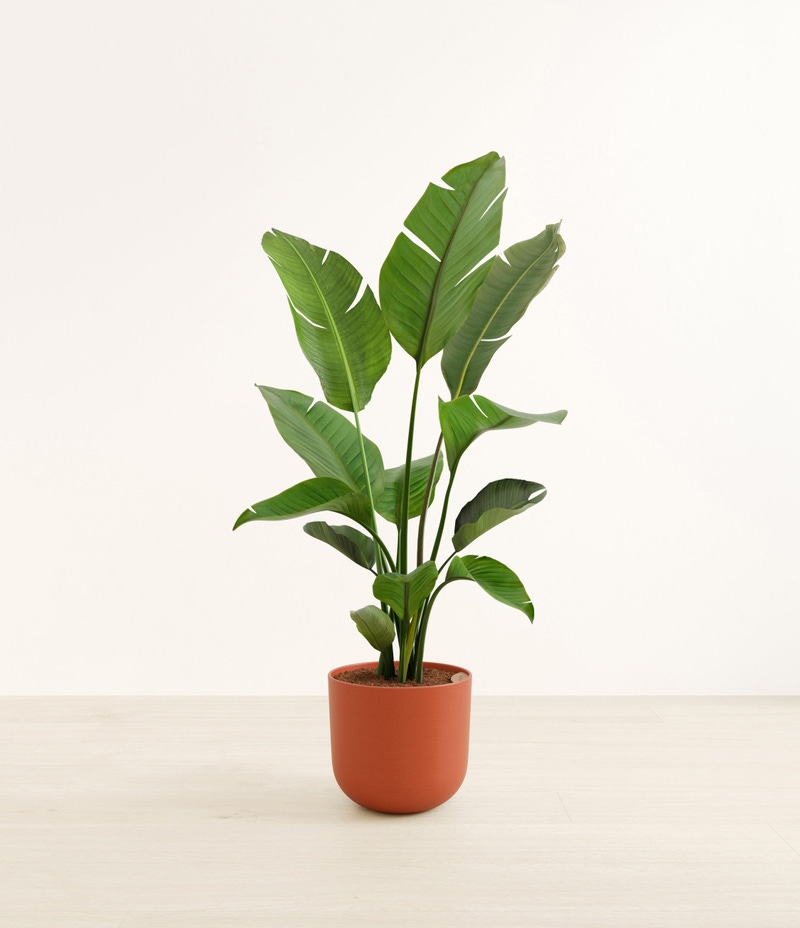 Huge Bird of Paradise in Self Watering Ceramic Potter