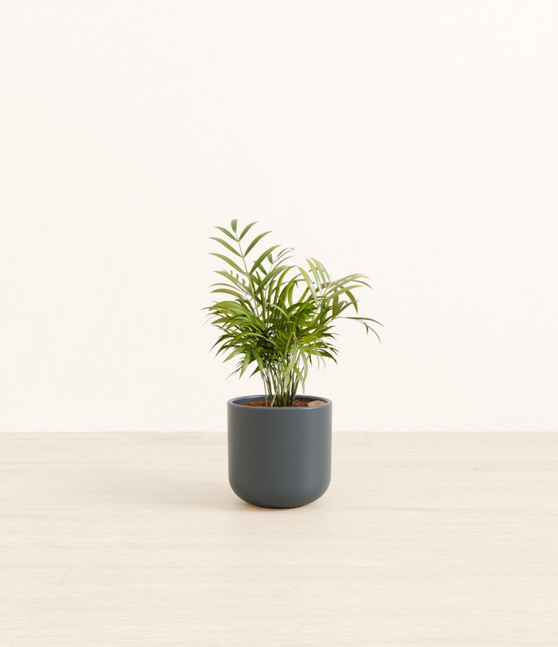 Small Parlor Palm in Self Watering Ceramic Potter