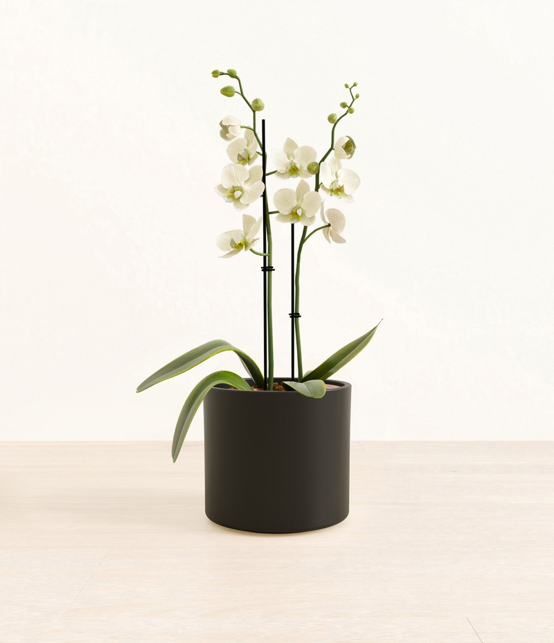 Medium White Orchid in Self Watering Ceramic Potter