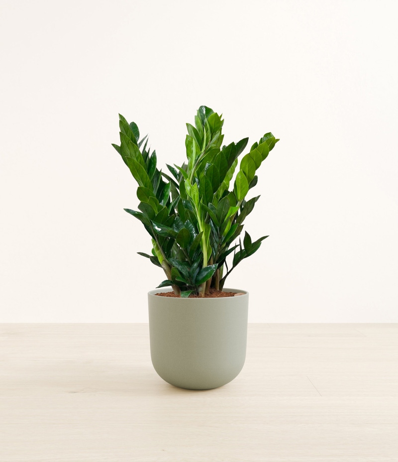 Large ZZ Plant in Self Watering Ceramic Potter