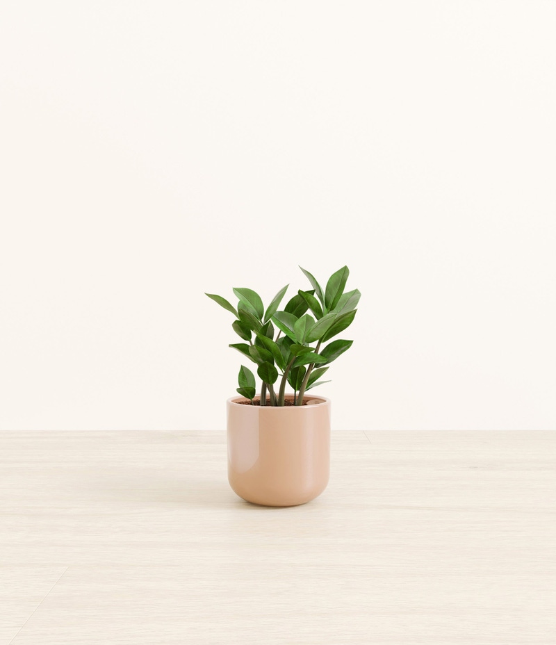 Small ZZ Plant in Self Watering Ceramic Potter
