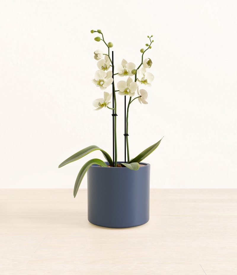 Medium White Orchid in Self Watering Ceramic Potter