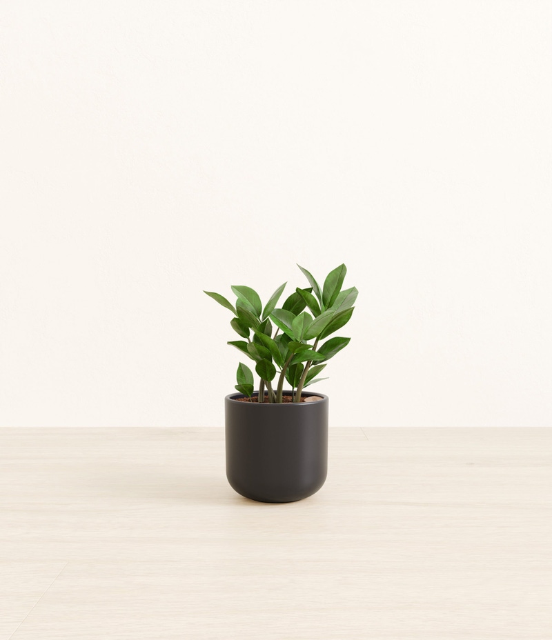 Small ZZ Plant in Self Watering Ceramic Potter
