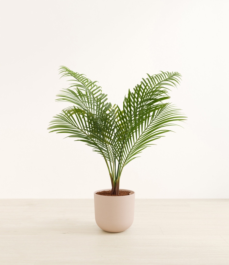 Huge Majesty Palm in Self Watering Ceramic Potter