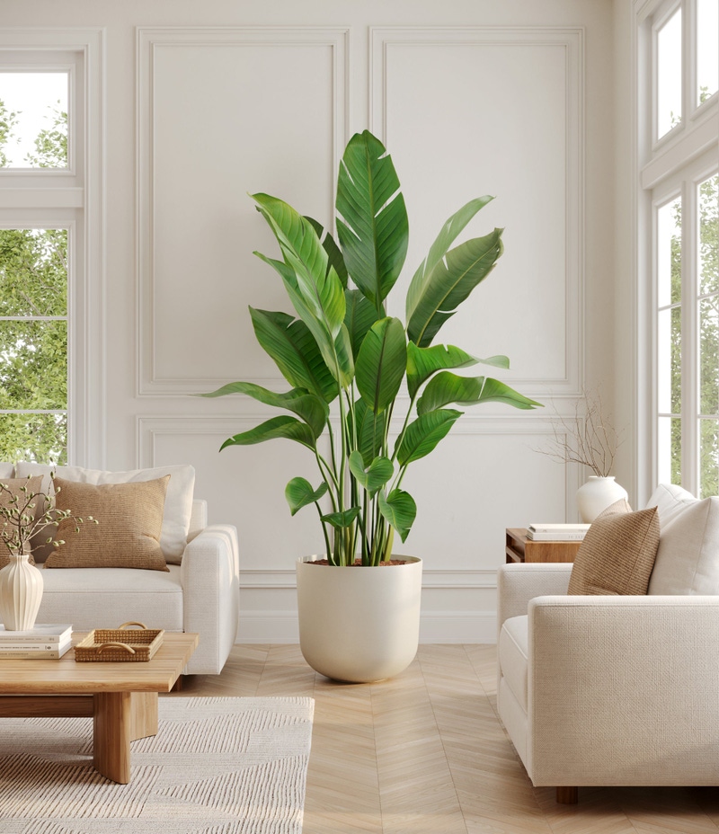 Bird of Paradise Tree