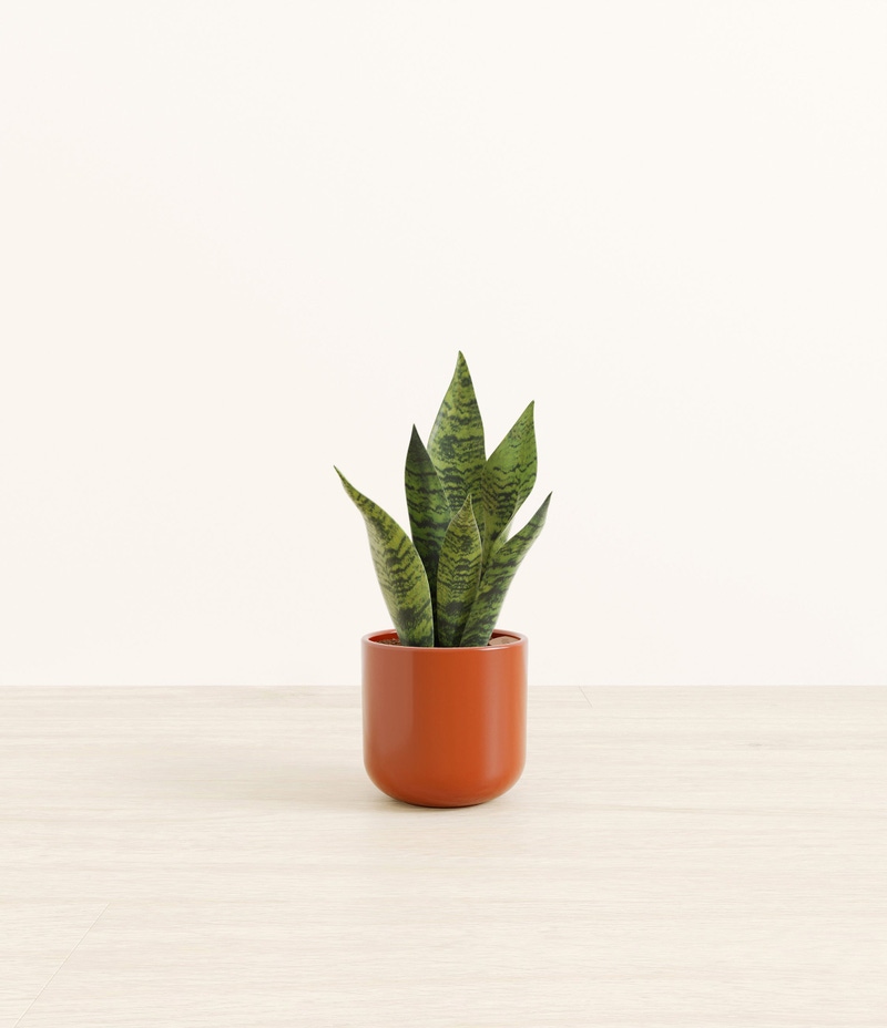 Small Green Snake Plant in Self Watering Ceramic Potter