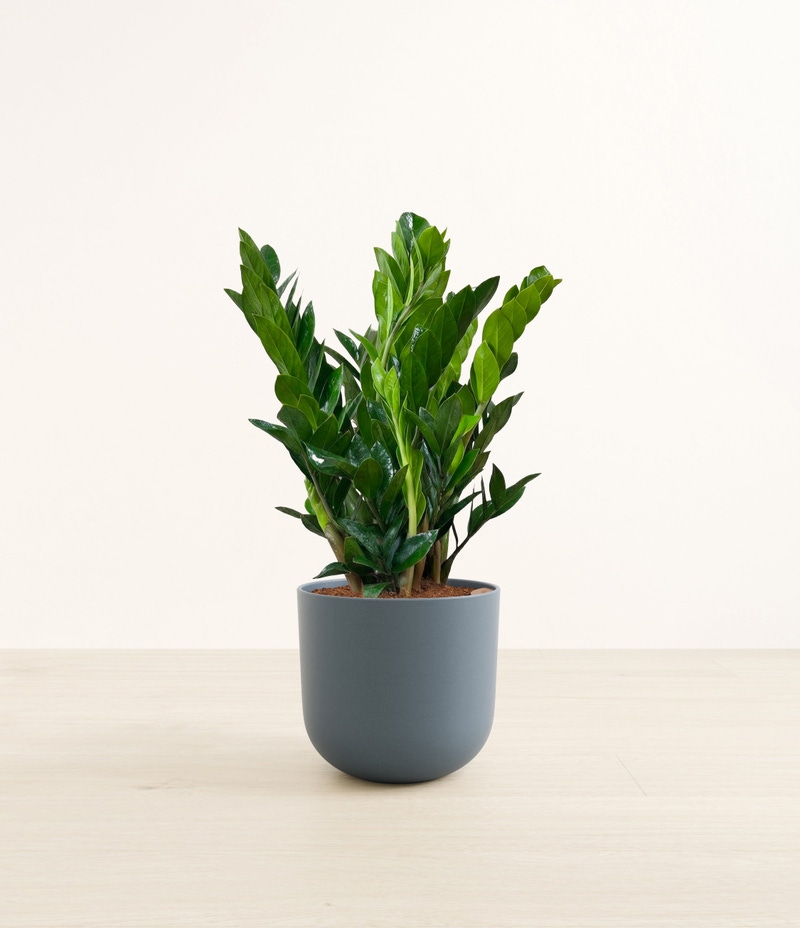 Large ZZ Plant in Self Watering Ceramic Potter
