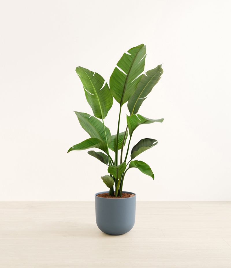 Huge Bird of Paradise in Self Watering Ceramic Potter