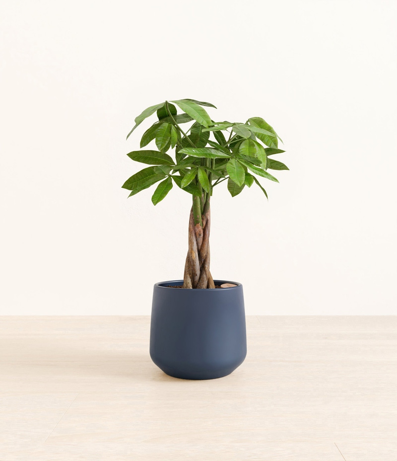 Medium Money Tree in Self Watering Ceramic Potter