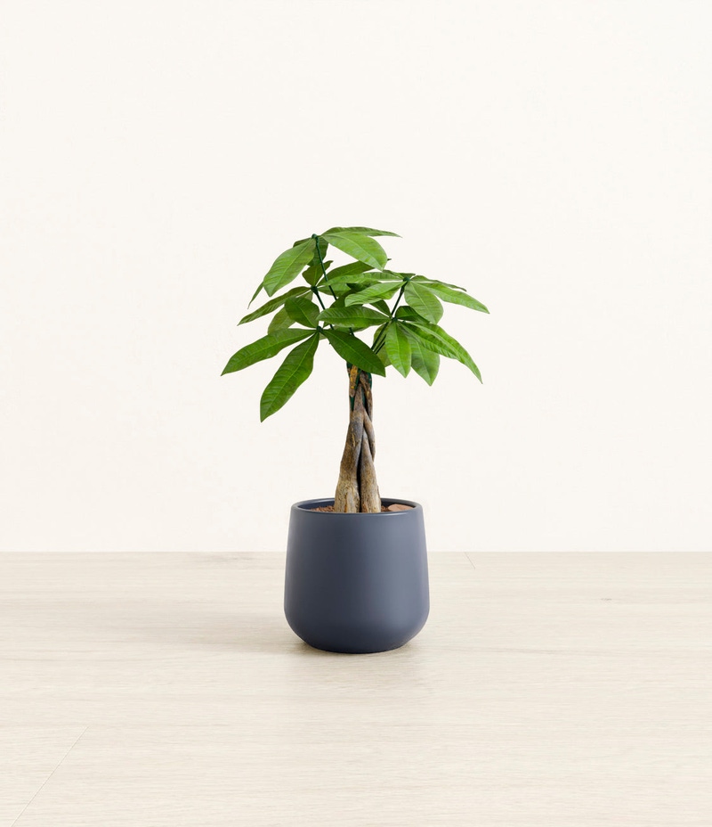 Small Money Tree in Self Watering Ceramic Potter