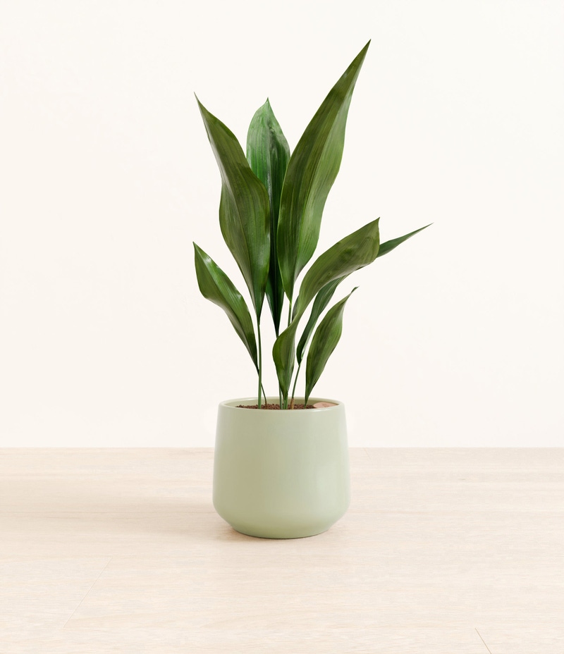 Medium Cast Iron Plant in Self Watering Ceramic Potter