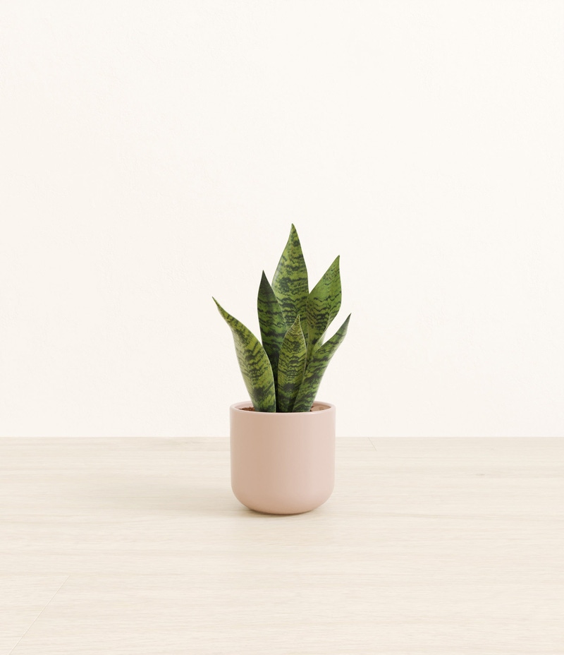 Small Green Snake Plant in Self Watering Ceramic Potter