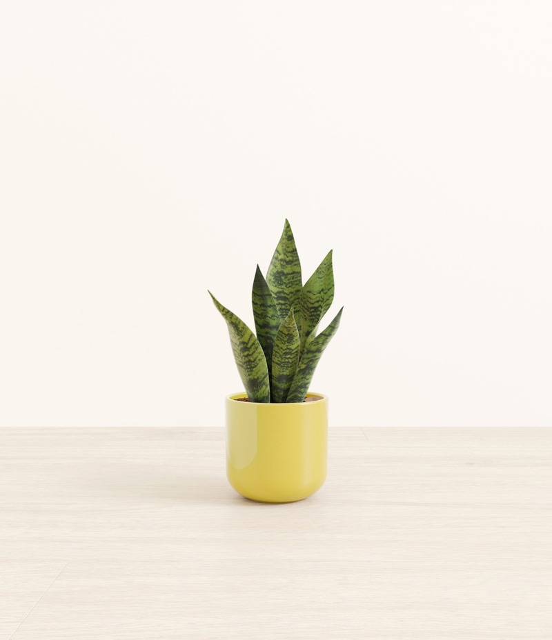 Small Green Snake Plant in Self Watering Ceramic Potter