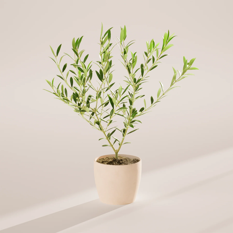 Medium Indoor Olive Tree with Eco Pot