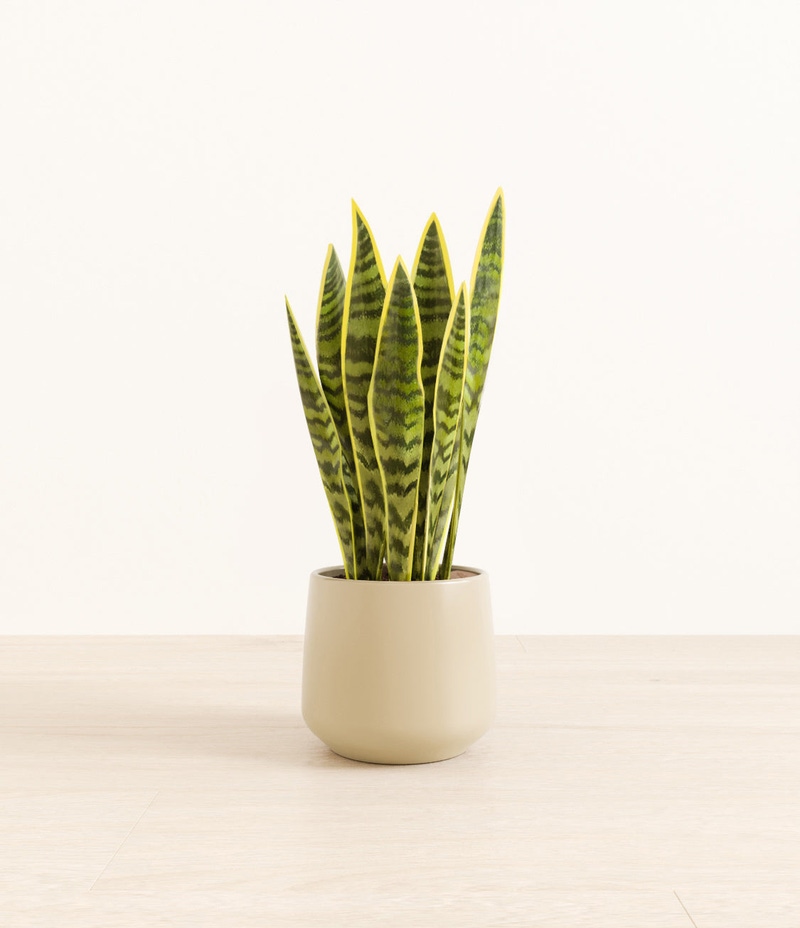 Medium Golden Snake Plant in Self Watering Ceramic Potter
