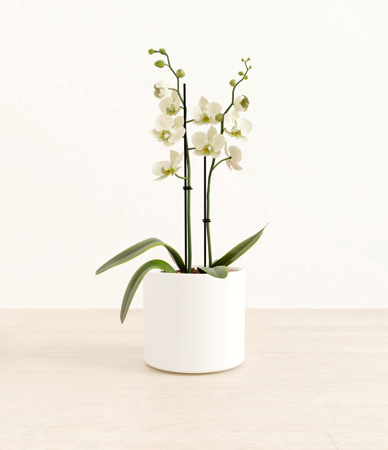 Medium White Orchid in Self Watering Ceramic Potter