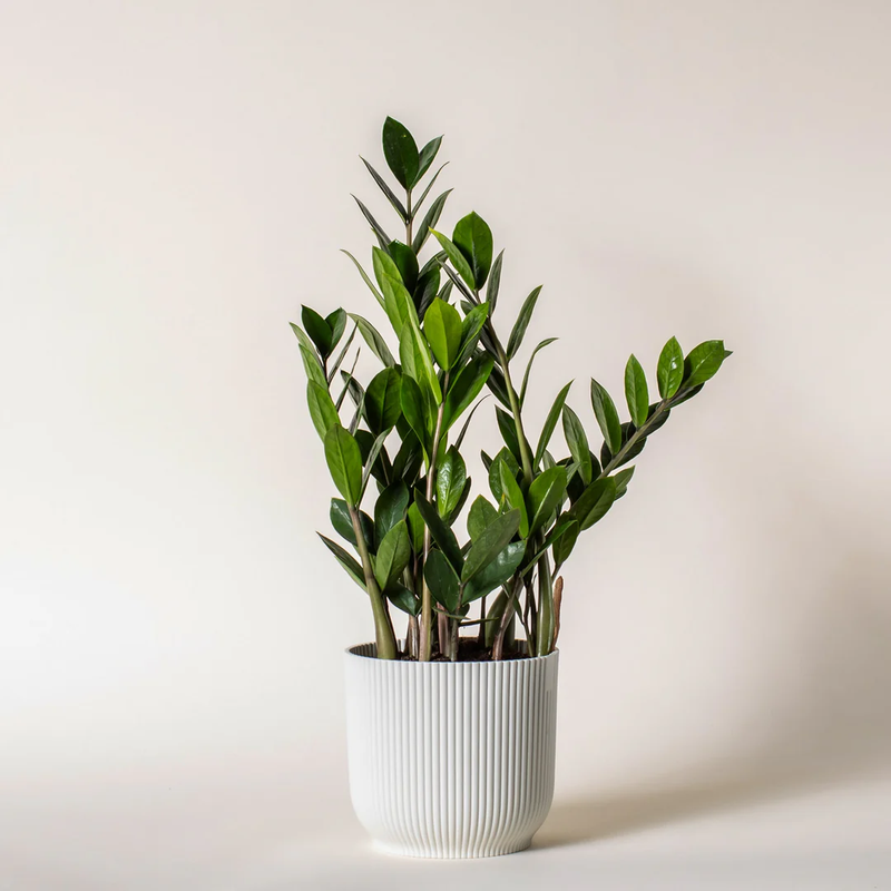 ZZ Plant with Potter