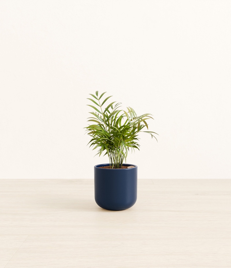 Small Parlor Palm in Self Watering Ceramic Potter