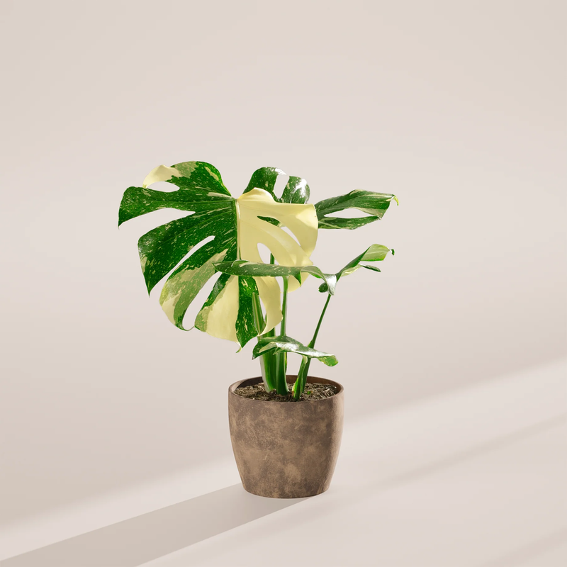 Medium Monstera Thai Constellation with Eco Pot