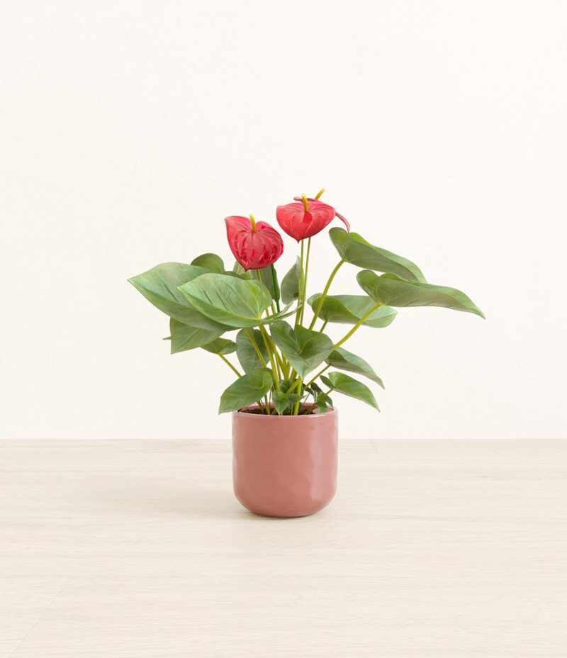 Small Anthurium Red in Self Watering Ceramic Potter