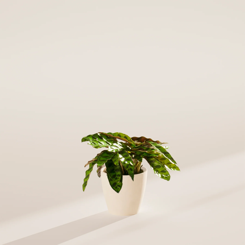 Small Rattlesnake Plant with Eco Pot