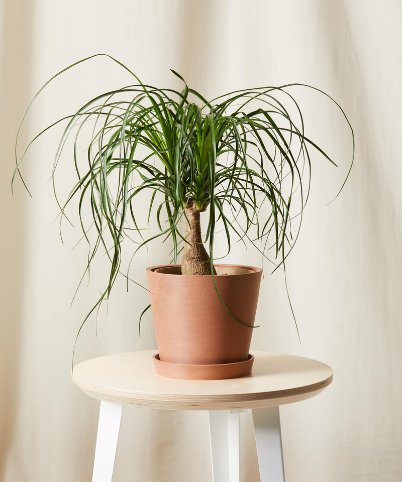 Ponytail Palm