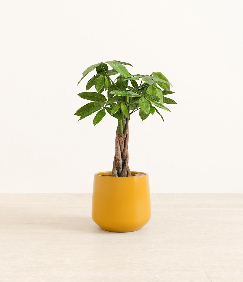 Medium Money Tree in Self Watering Ceramic Potter
