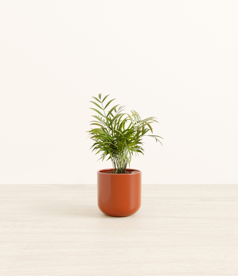 Small Parlor Palm in Self Watering Ceramic Potter