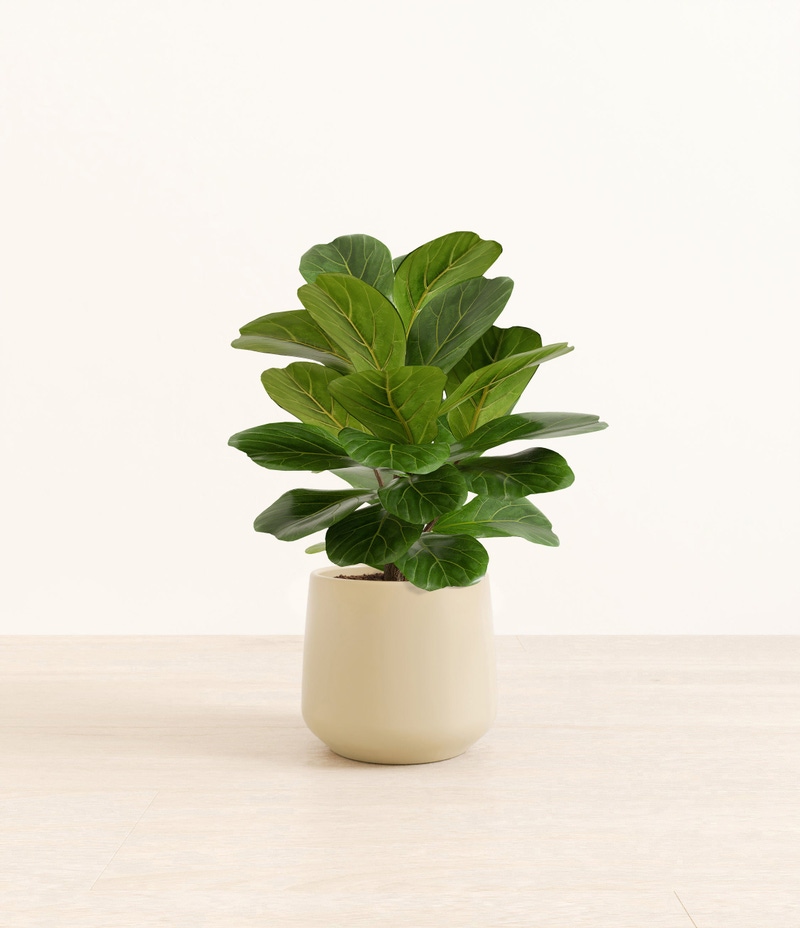 Medium Fiddle Leaf Fig in Self Watering Ceramic Potter