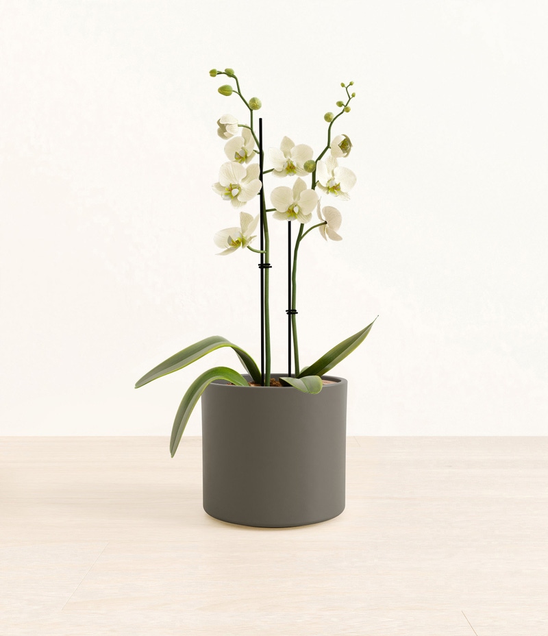 Medium White Orchid in Self Watering Ceramic Potter