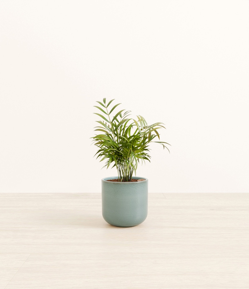 Small Parlor Palm in Self Watering Ceramic Potter