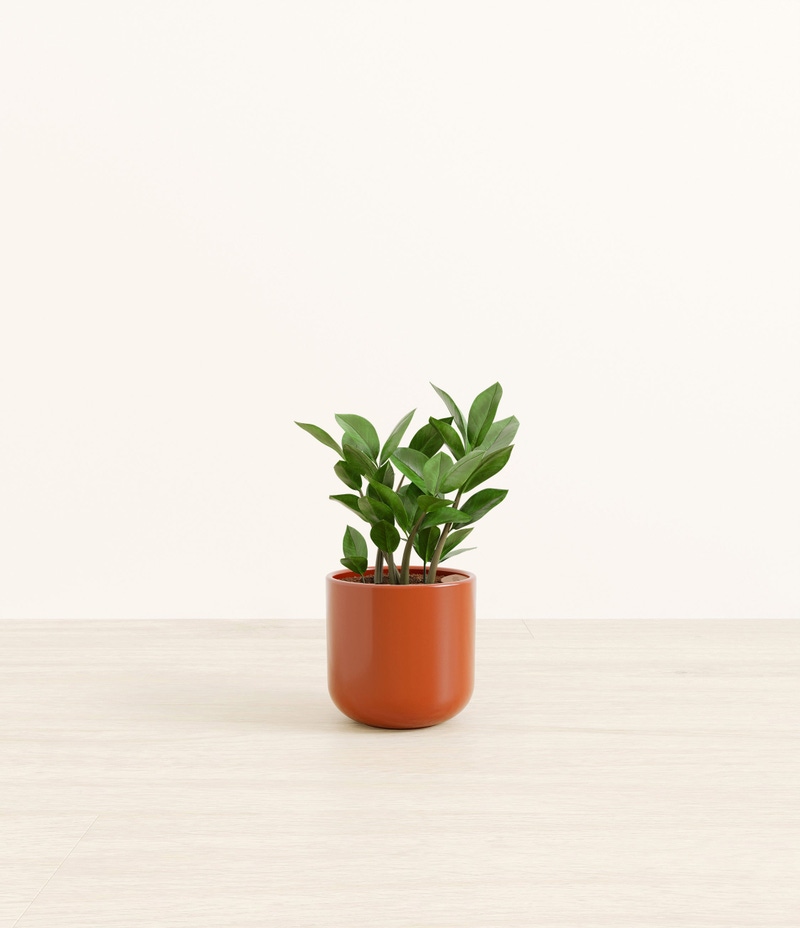 Small ZZ Plant in Self Watering Ceramic Potter